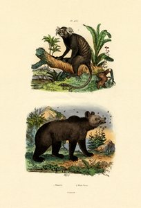 コモンマーモセット、1833-39 作： French School